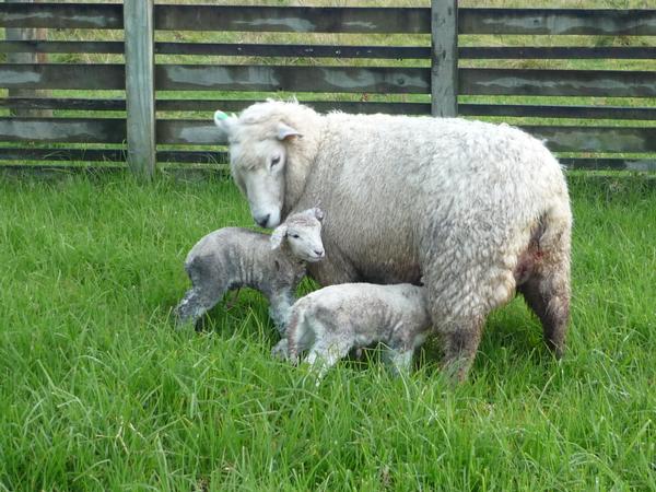 New Season Lambs for Auckland's Coast to Coast Tours